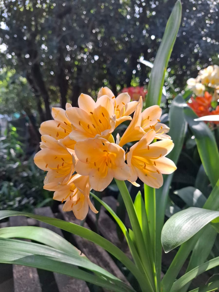 Orange Clivia miniata bloom