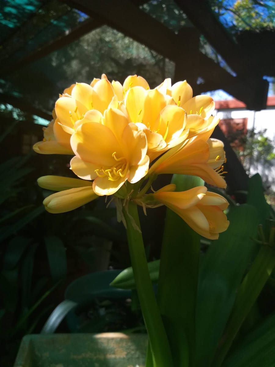 Yellow Clivia miniata bloom