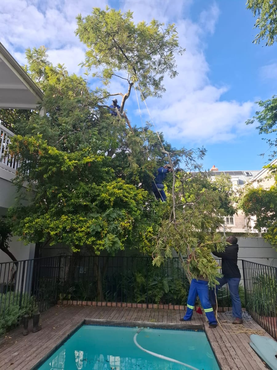 Tree Felling & Plot Clearing